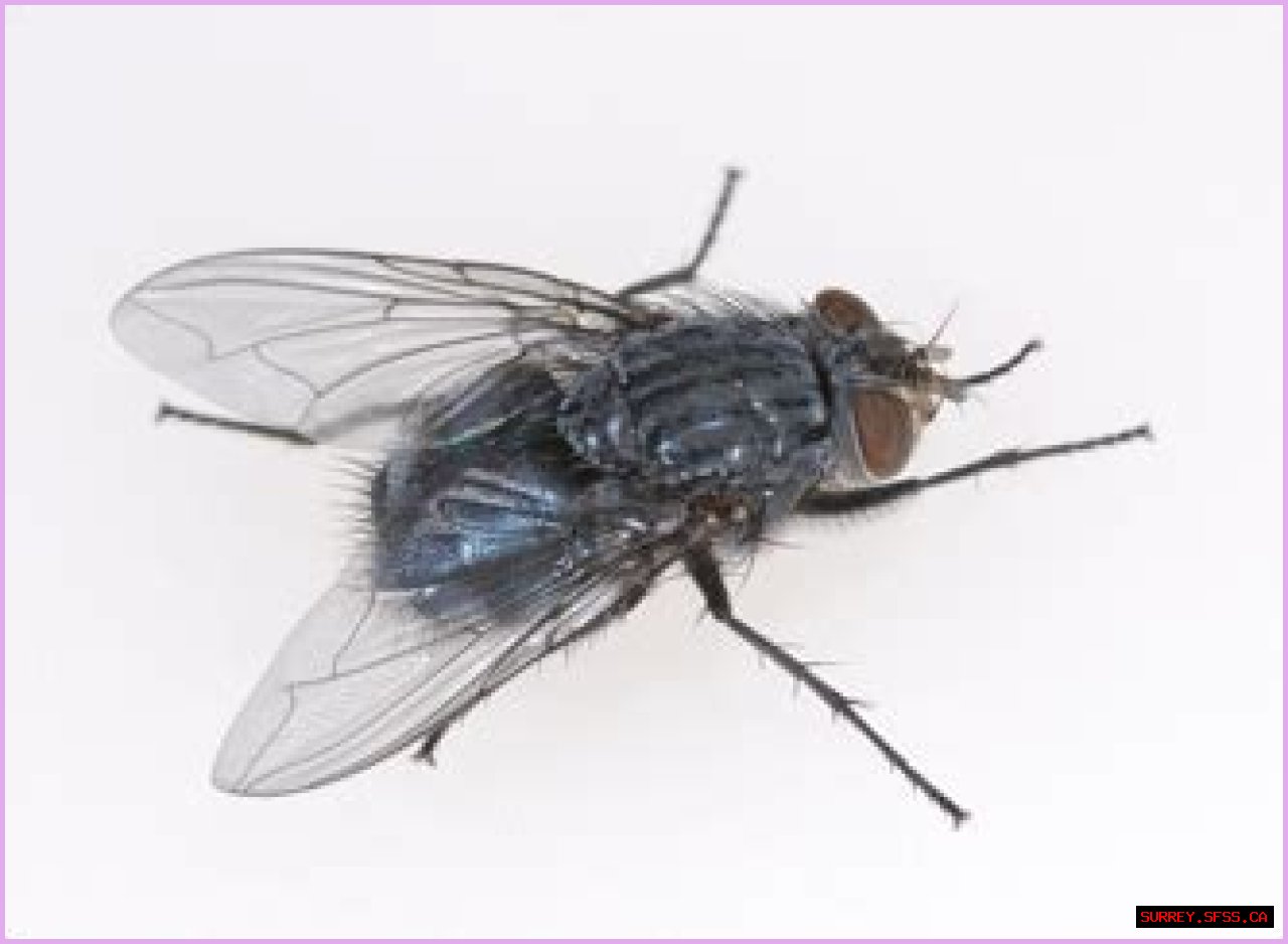 Control Household Insect Pests | Mississippi State University Extension Service