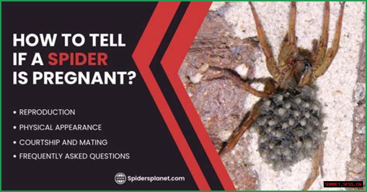 Discover The Fascinating World Of Pregnant House Spiders