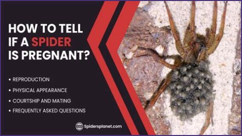 Discover The Fascinating World Of Pregnant House Spiders
