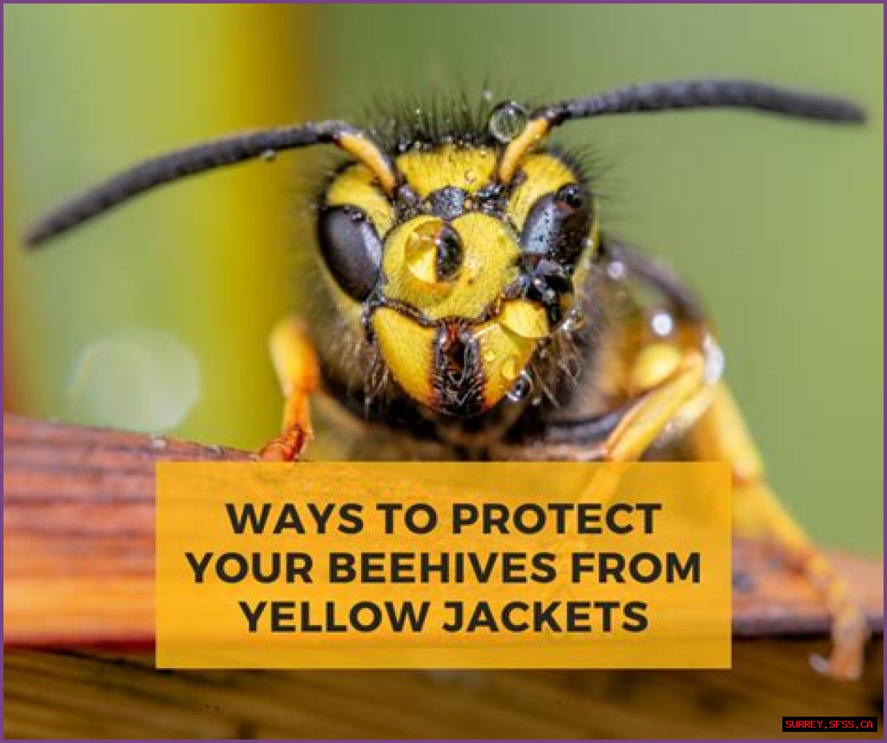 Honey bee vs. Yellow Jacket table