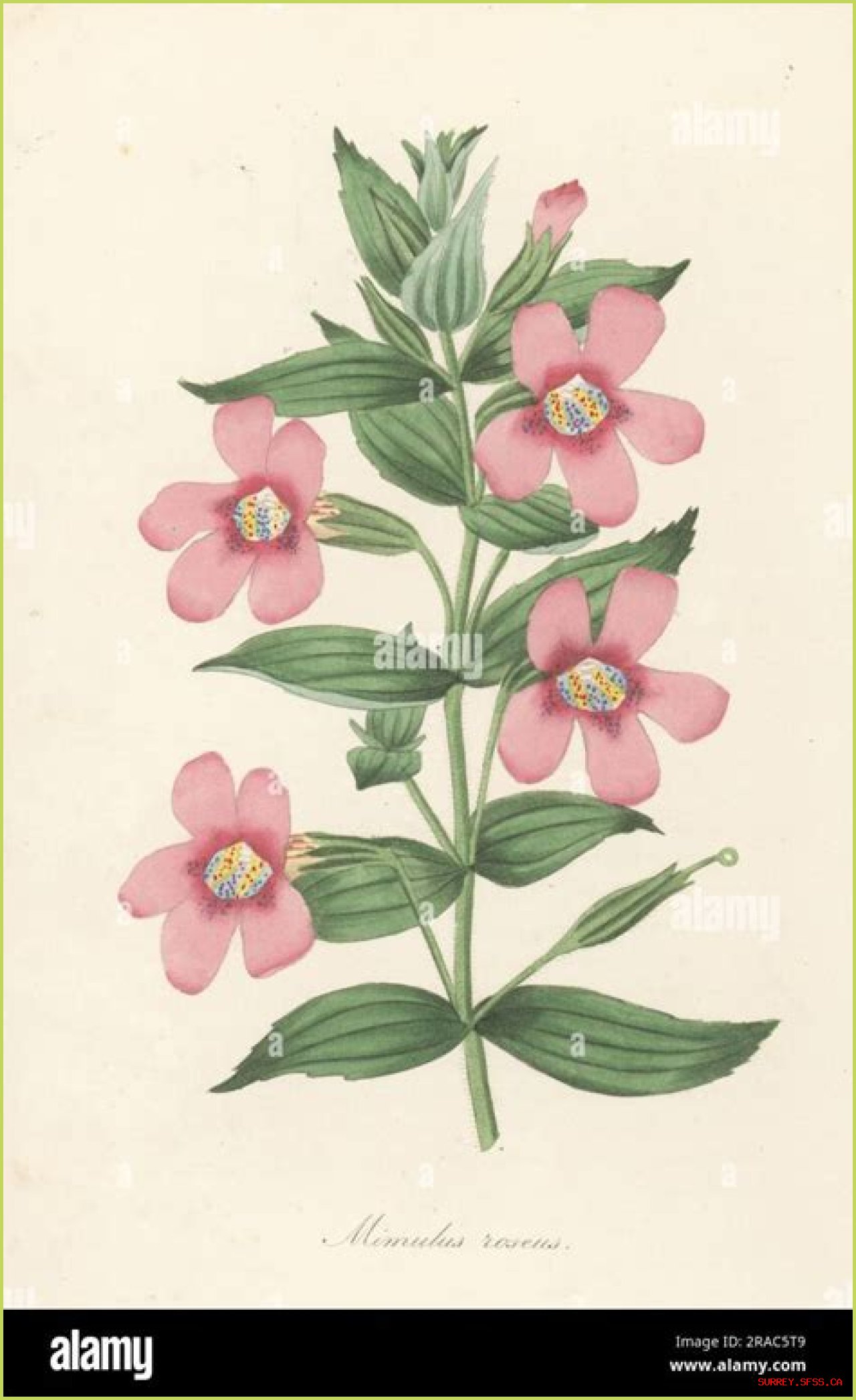 Learn About Jennie Salmon: The Renowned Scottish Botanist